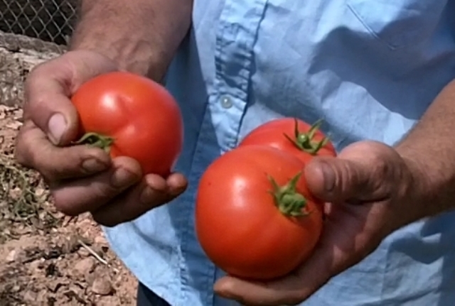 Determinate Round tomato 830-132 p1